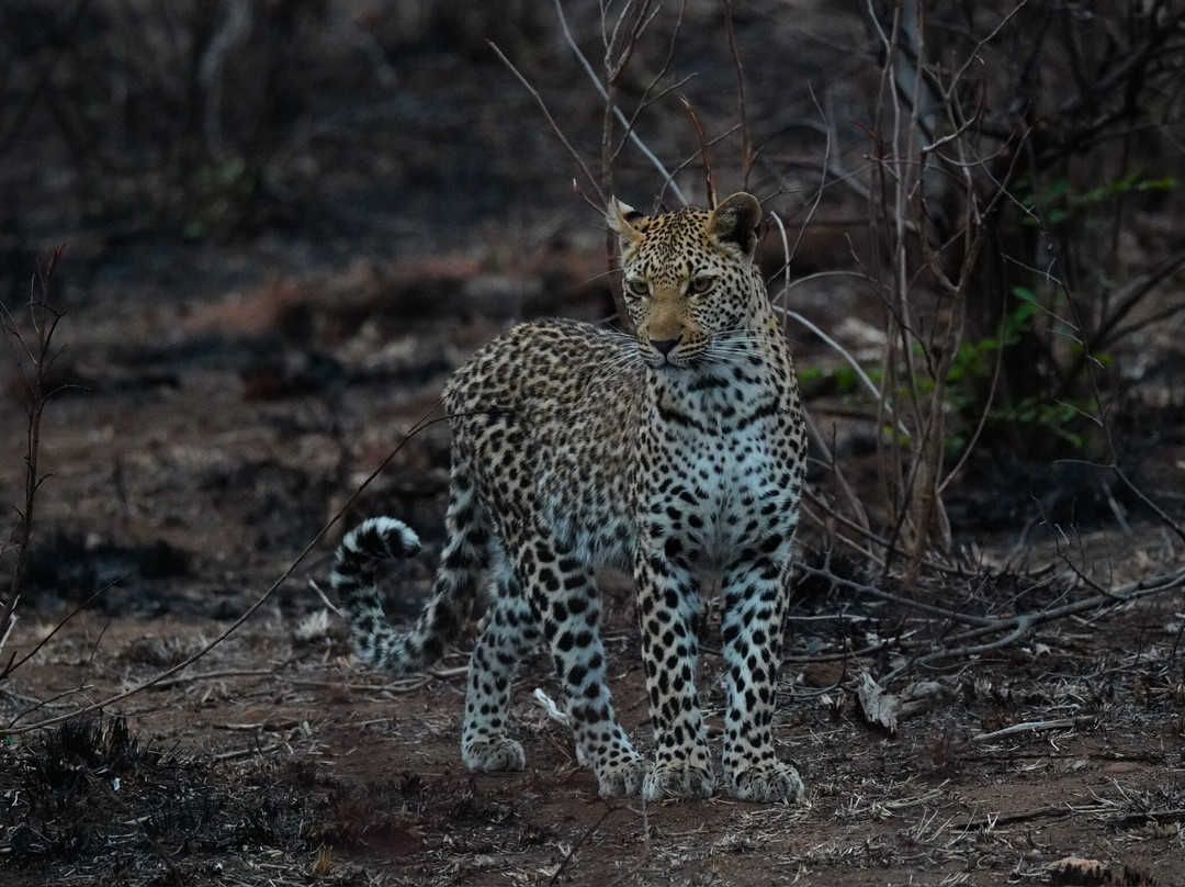 B1 Photo Safaris-雾观必去景点