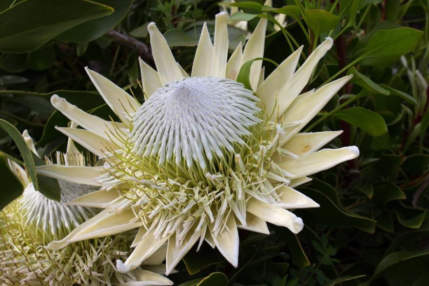Inala Jurassic Garden景点图片