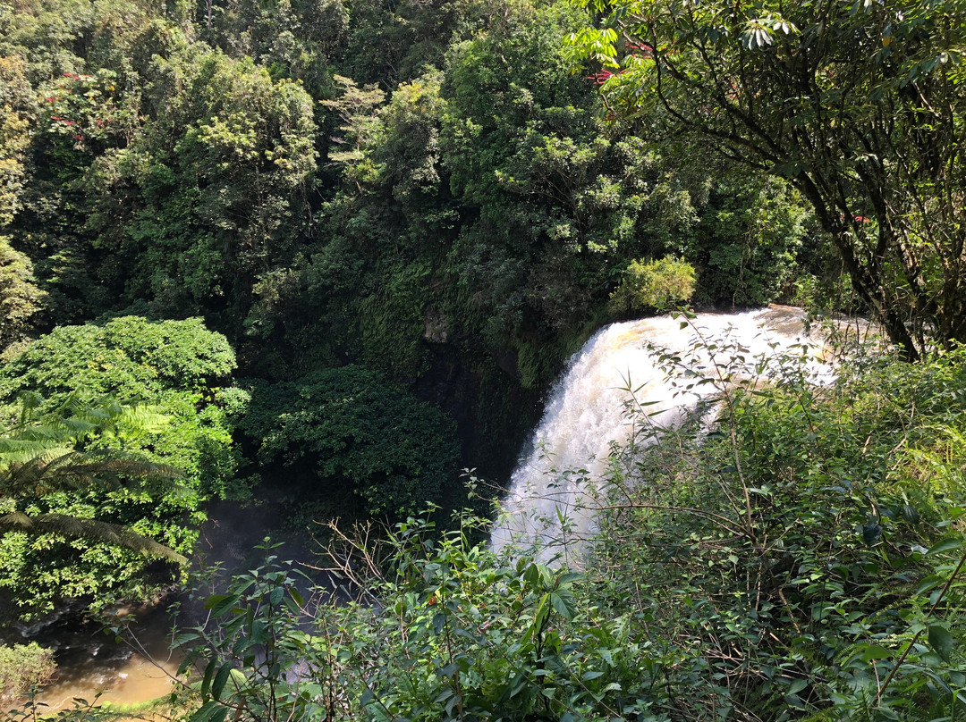 Zillie Falls-Millaa Millaa必去景点