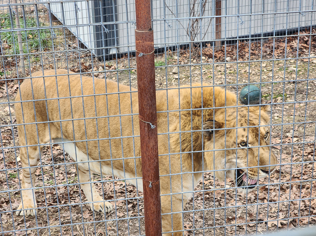 National Tiger Sanctuary-Saddlebrooke必去景点