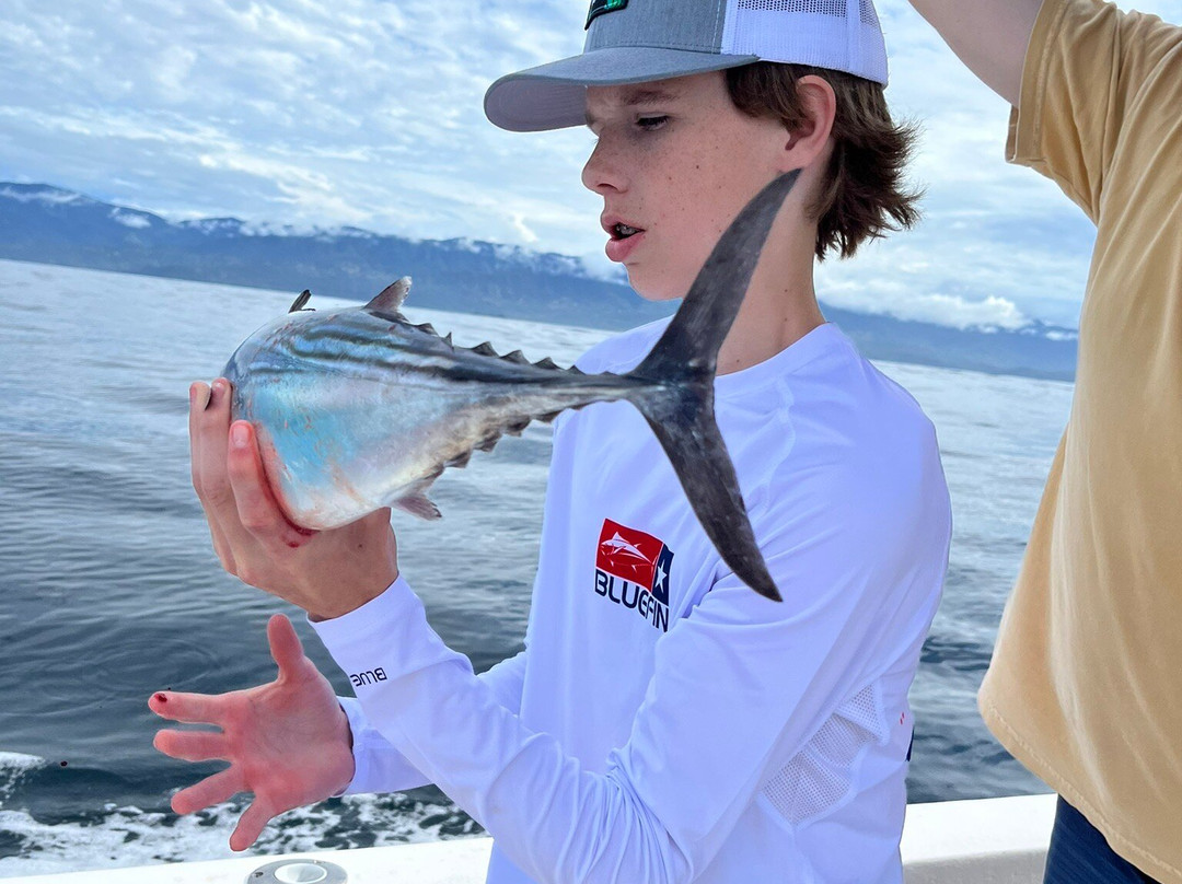 Dolphin Tours景点图片
