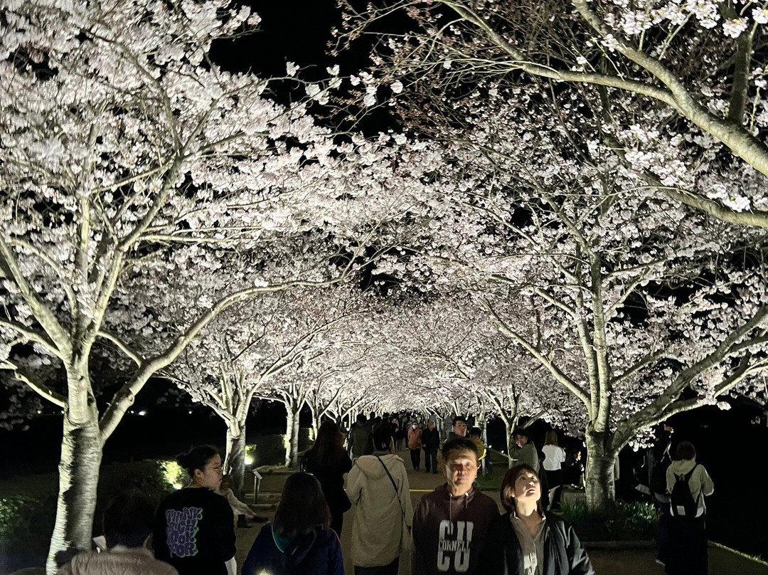 Ono Cherry Blossom Corridor-小野市必去景点