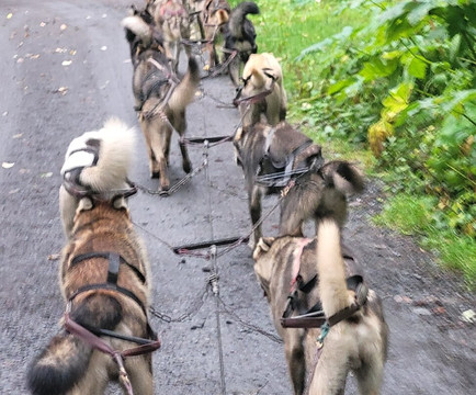 Seavey's IdidaRide Sled Dog Tours-苏厄德必去景点