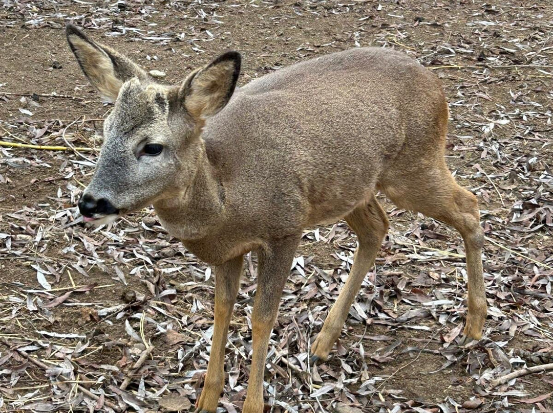 Núcleo Zoológico Iris-Barbastro必去景点