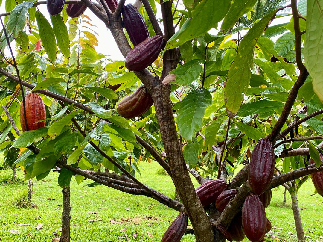 Mauna Kea Cacao景点图片