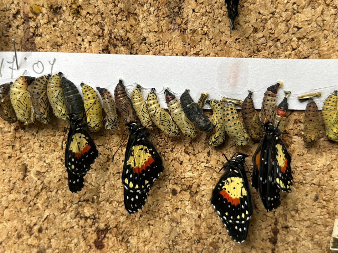 Spirogyra Butterfly Garden景点图片