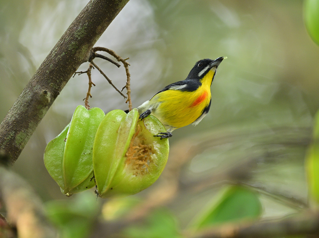 Capayas Creek Kingfisher Preserve