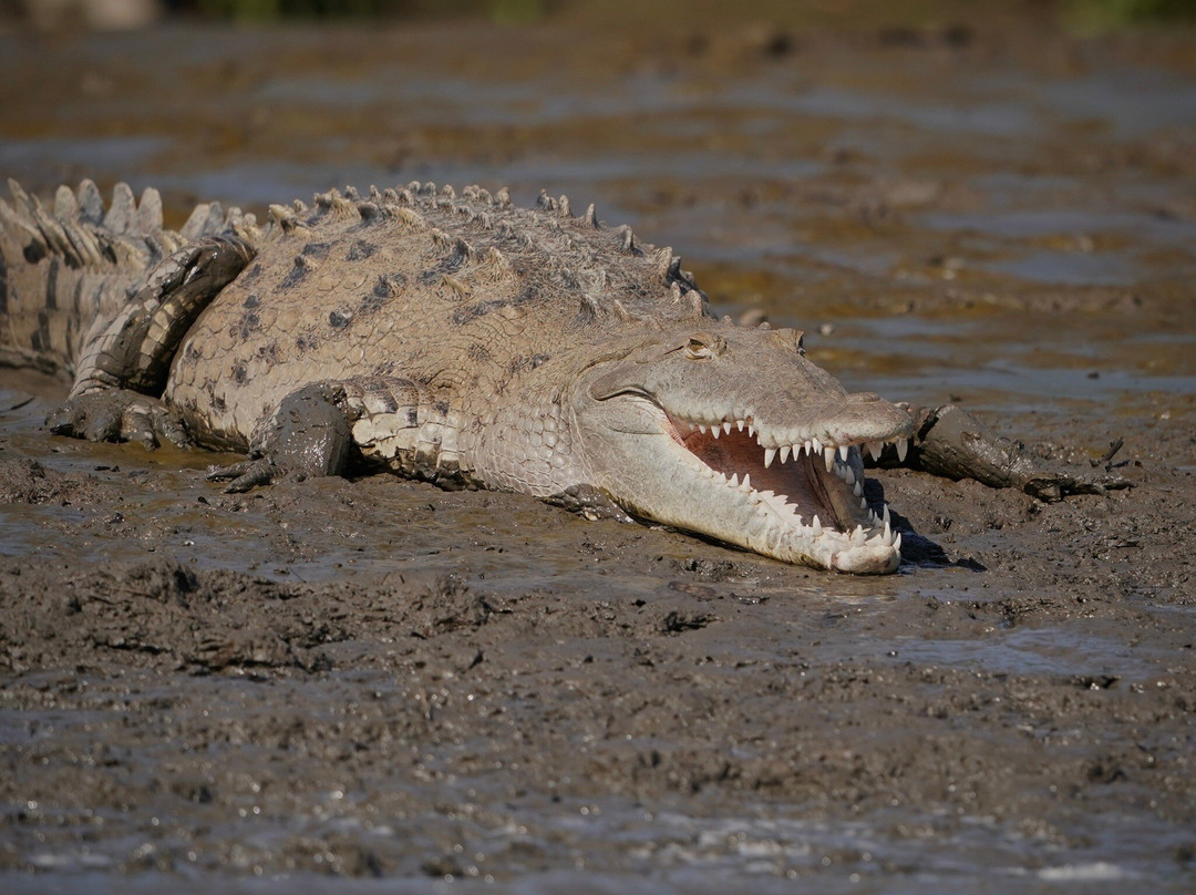 Tempisque Ecotours-Puerto Humo必去景点