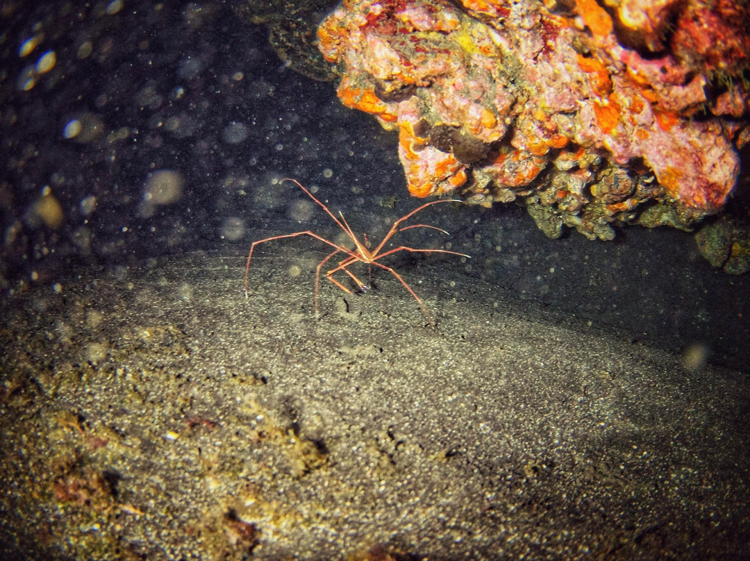 Punkfish Diving La Palma景点图片