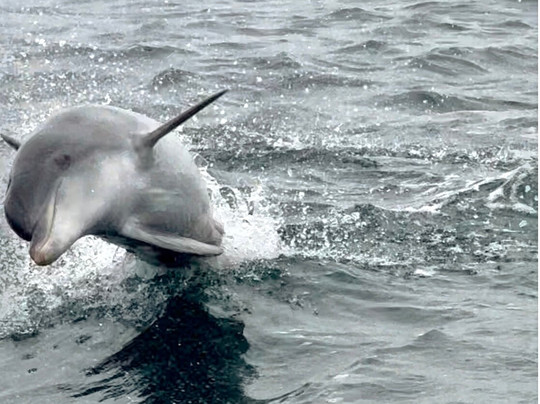 Kangaroo Island Marine Adventures-金斯科特必去景点