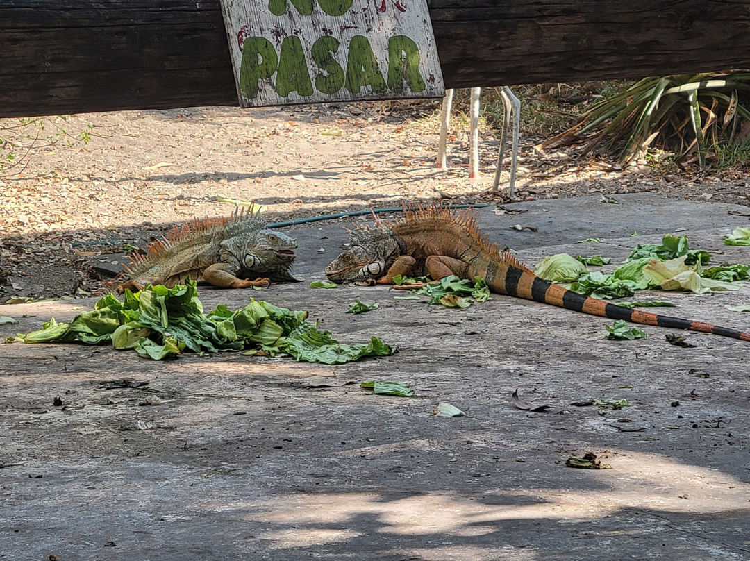 Iguanario Archundia-曼萨尼约必去景点