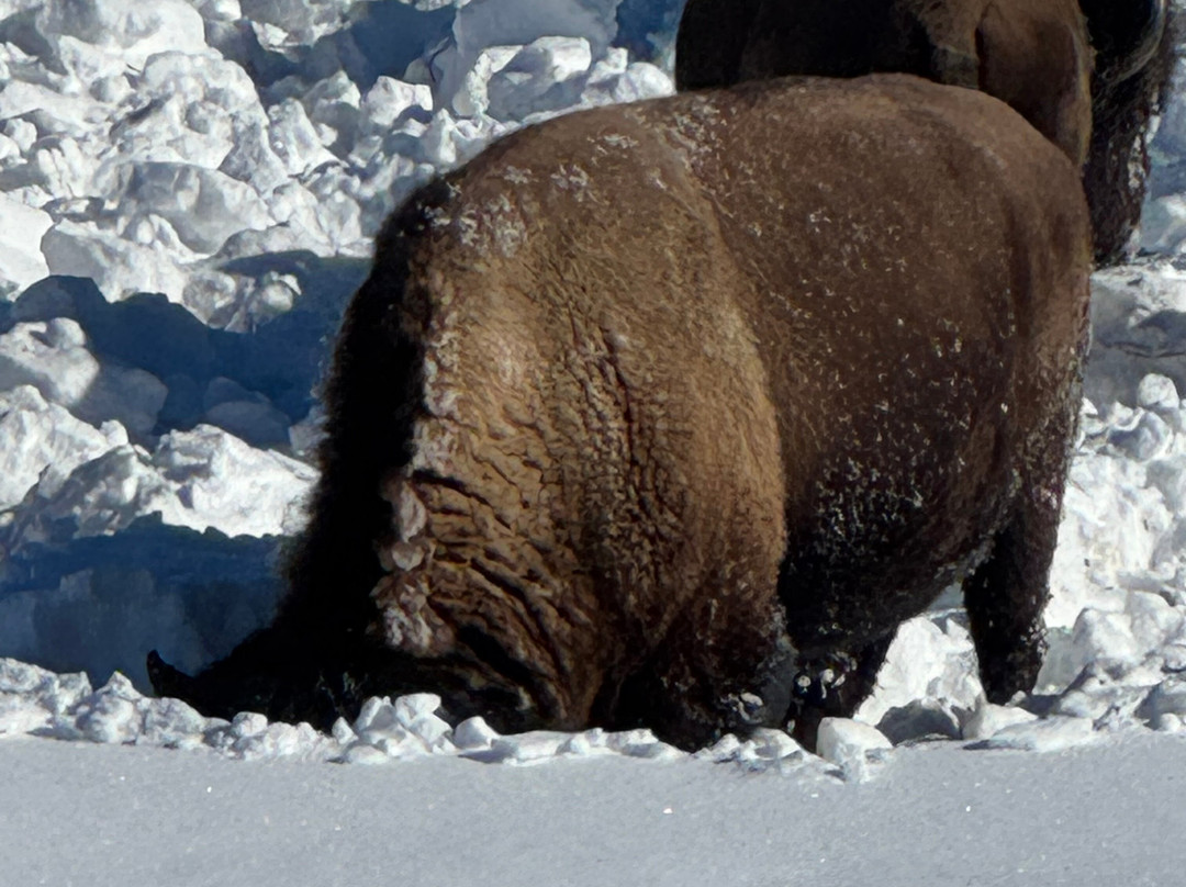 Gary Fales Outfitting-科迪必去景点