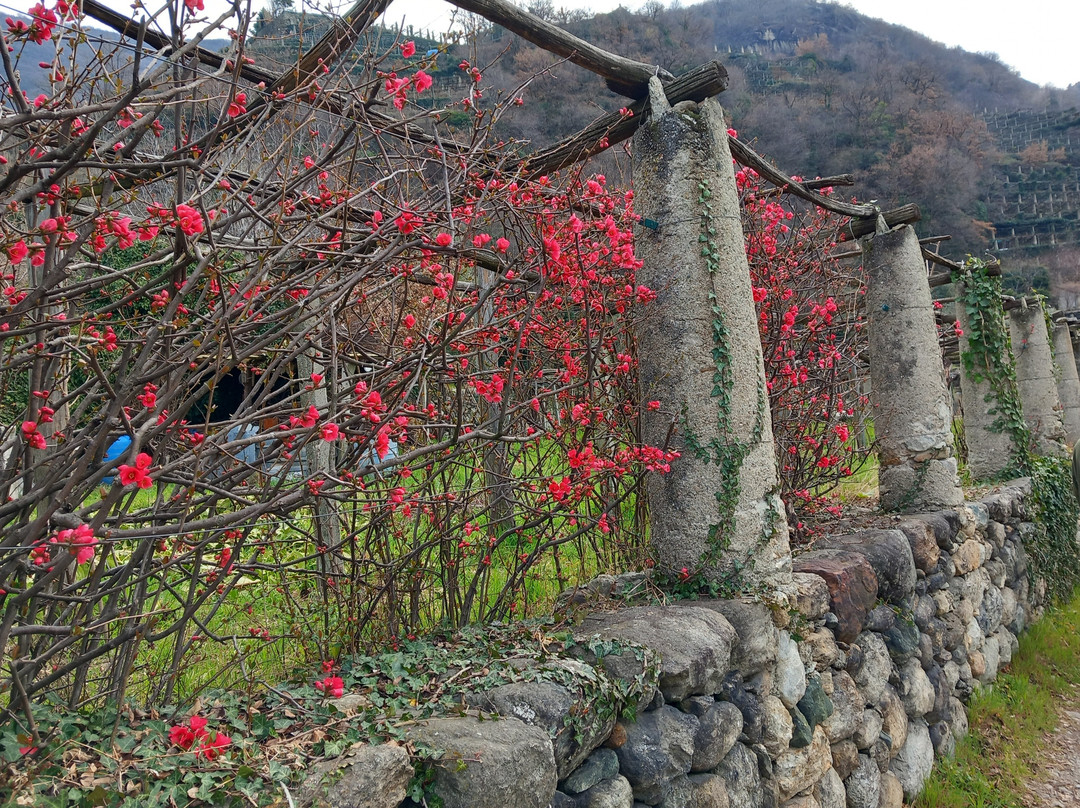 Sentiero dei Vigneti di Carema景点图片