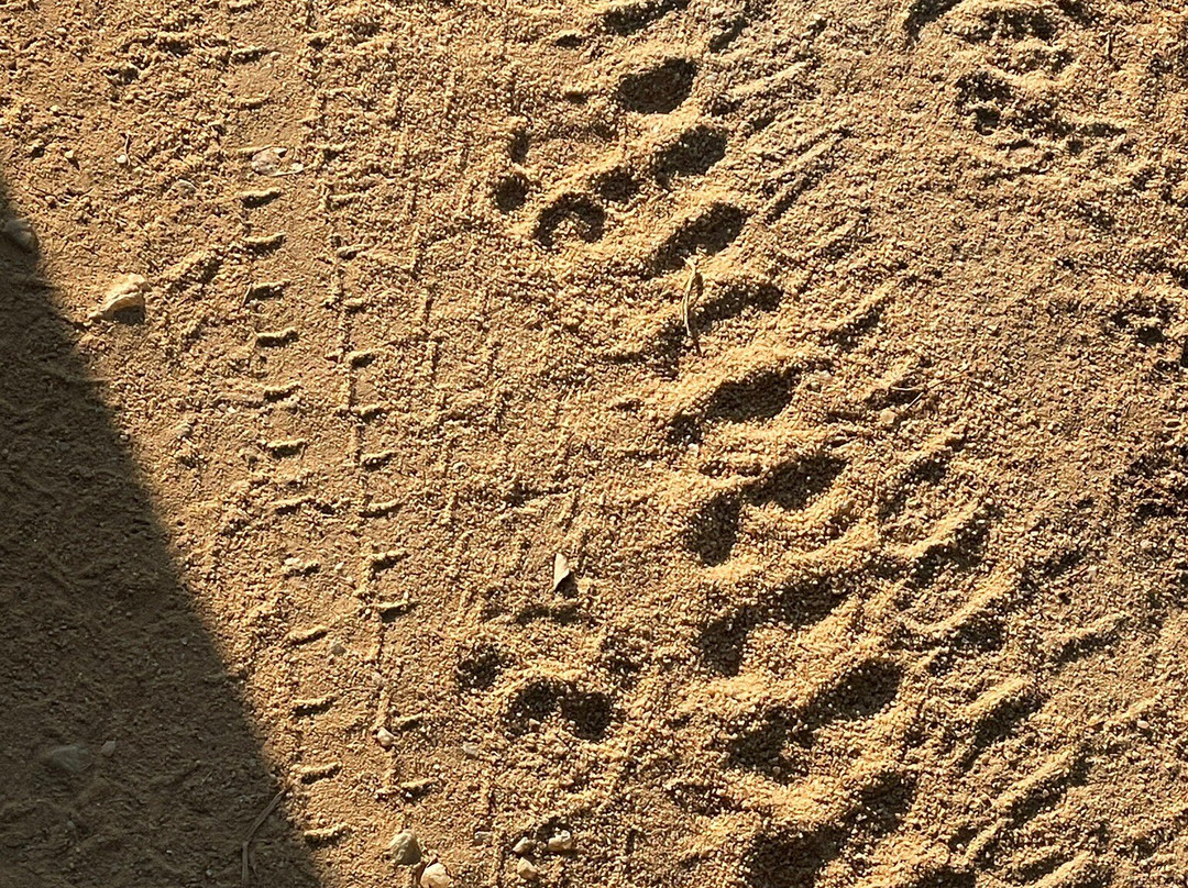 Infinity Safari Udawalwa Sri Lanka-Sevanagala必去景点