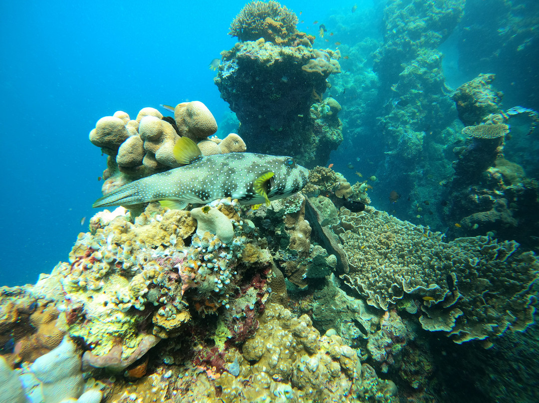 Snorkeling Diving Menjangan景点图片