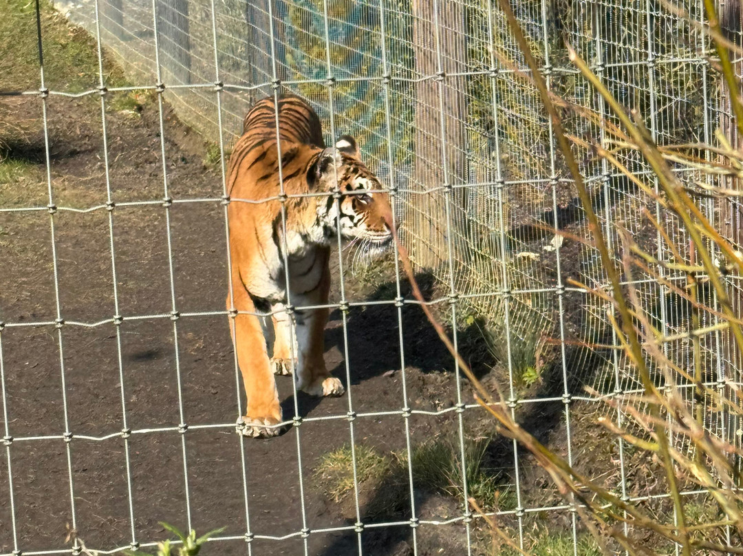 Woodside Wildlife Park景点图片