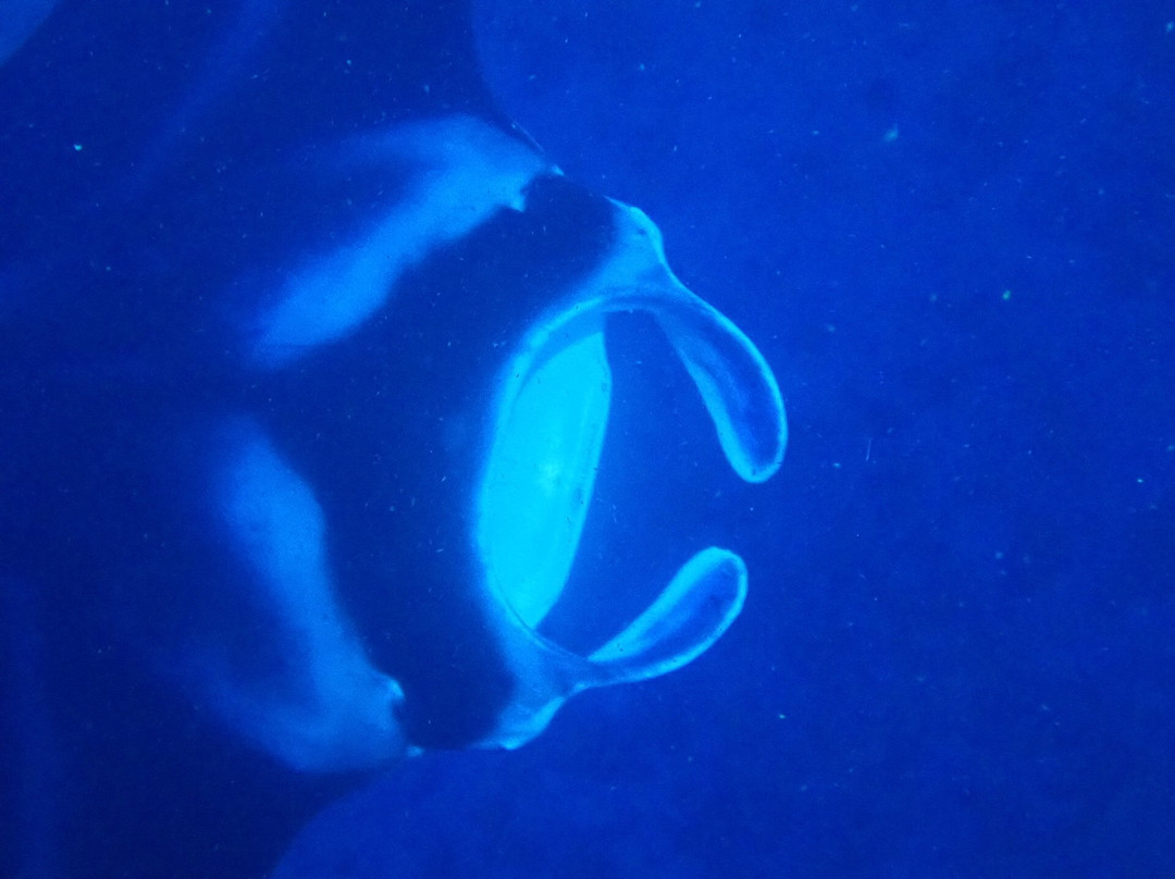 My Kona Adventures-基亚拉凯库亚必去景点