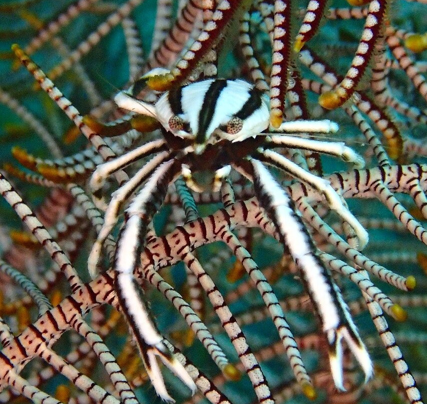 Dive Society Dauin景点图片