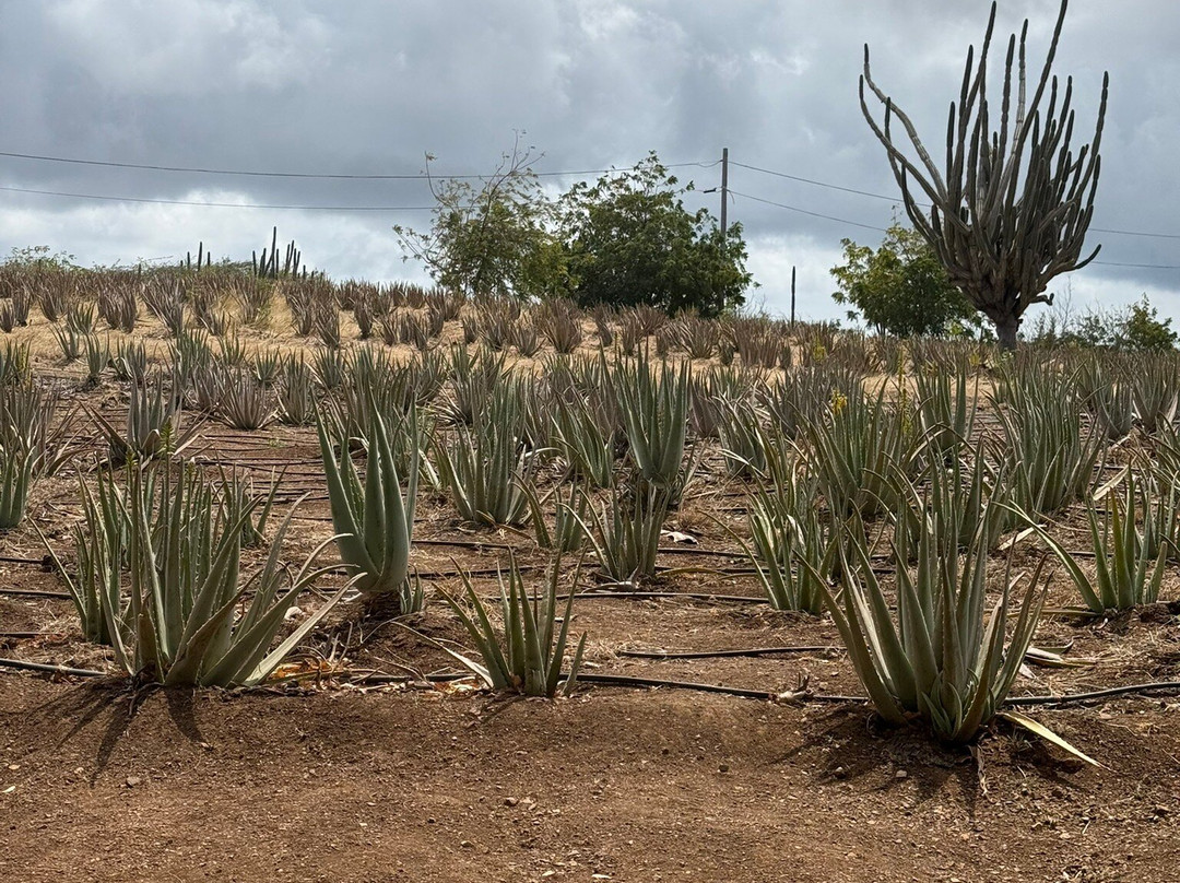 The Aloe Vera Curacao, Home of Curaloe Tour-威廉斯塔德必去景点