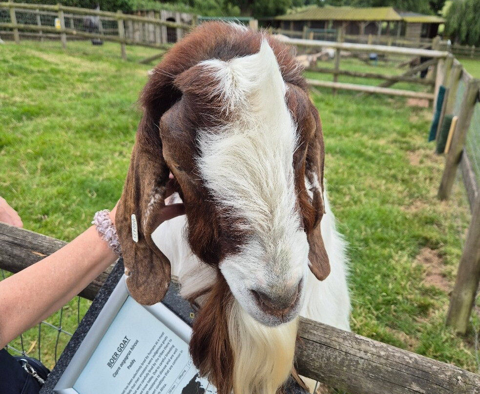 Small Breeds Farm Park景点图片