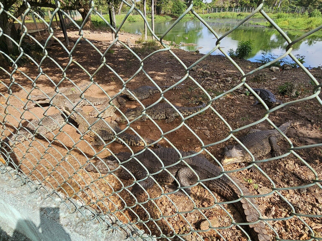 Criadero De Cocodrilos-Playa Larga必去景点