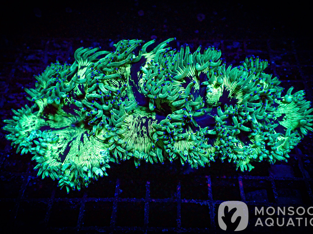 Monsoon Aquatics Coral Farm Tours-Burnett Heads必去景点