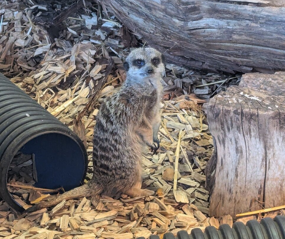 Lee Valley Animal Adventure Park景点图片