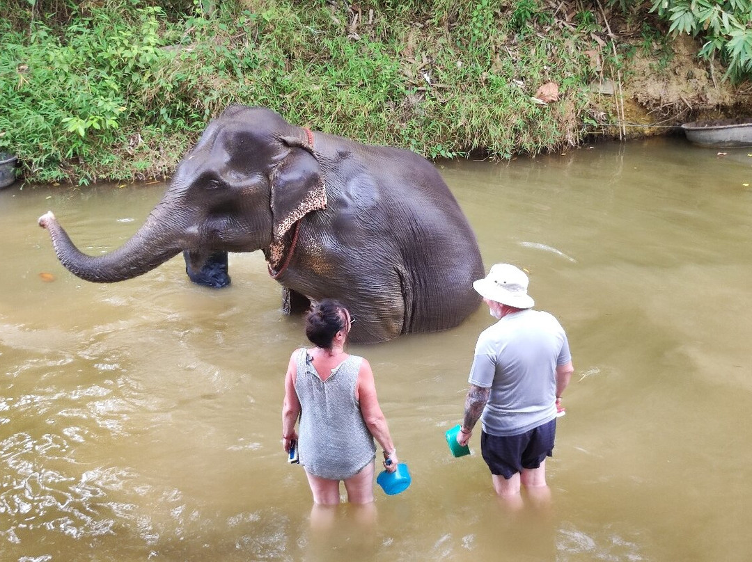 Khao Sok Elephant Sanctuary景点图片