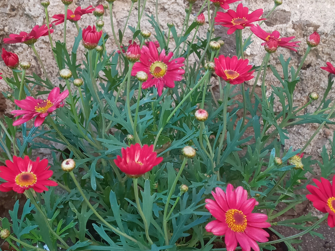 Sa Costera