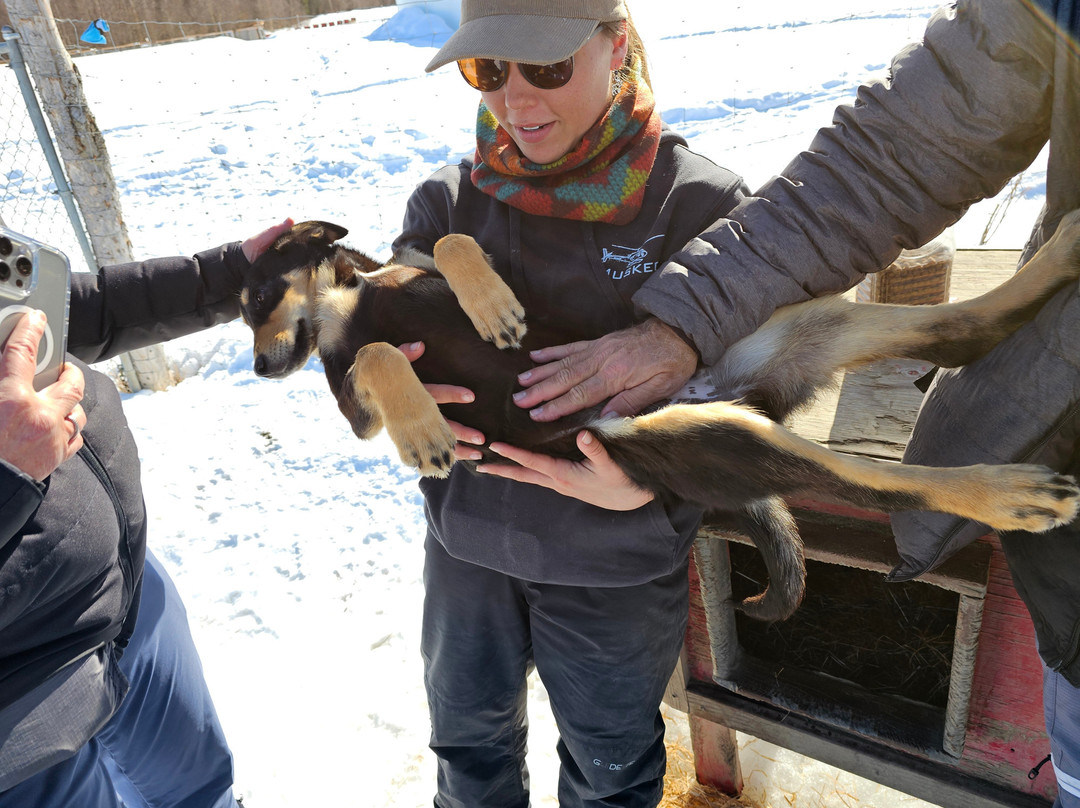 AK Sled Dog Tours-塔尔基特纳必去景点