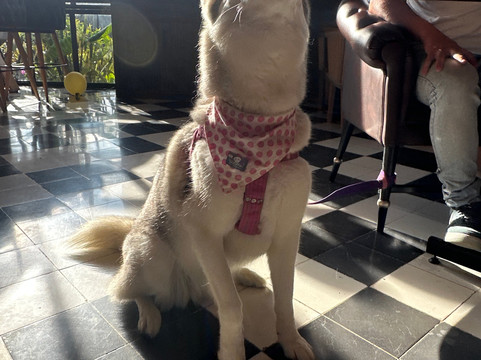 Bárbaro Cocina Primitiva Sede Oriente