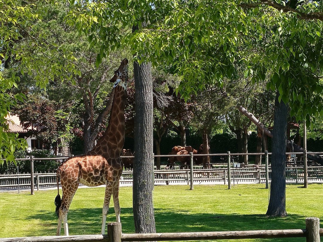 Parco Zoo Punta Verde景点图片