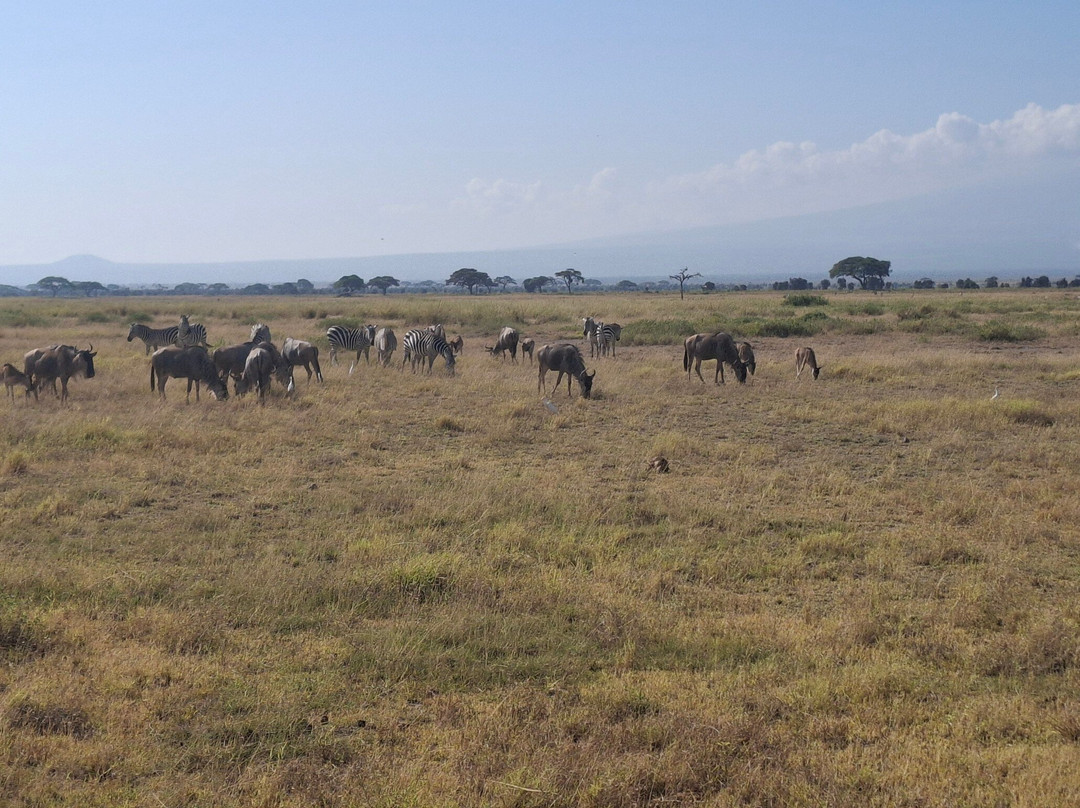 Topcats Safaris Ltd-奇安波必去景点