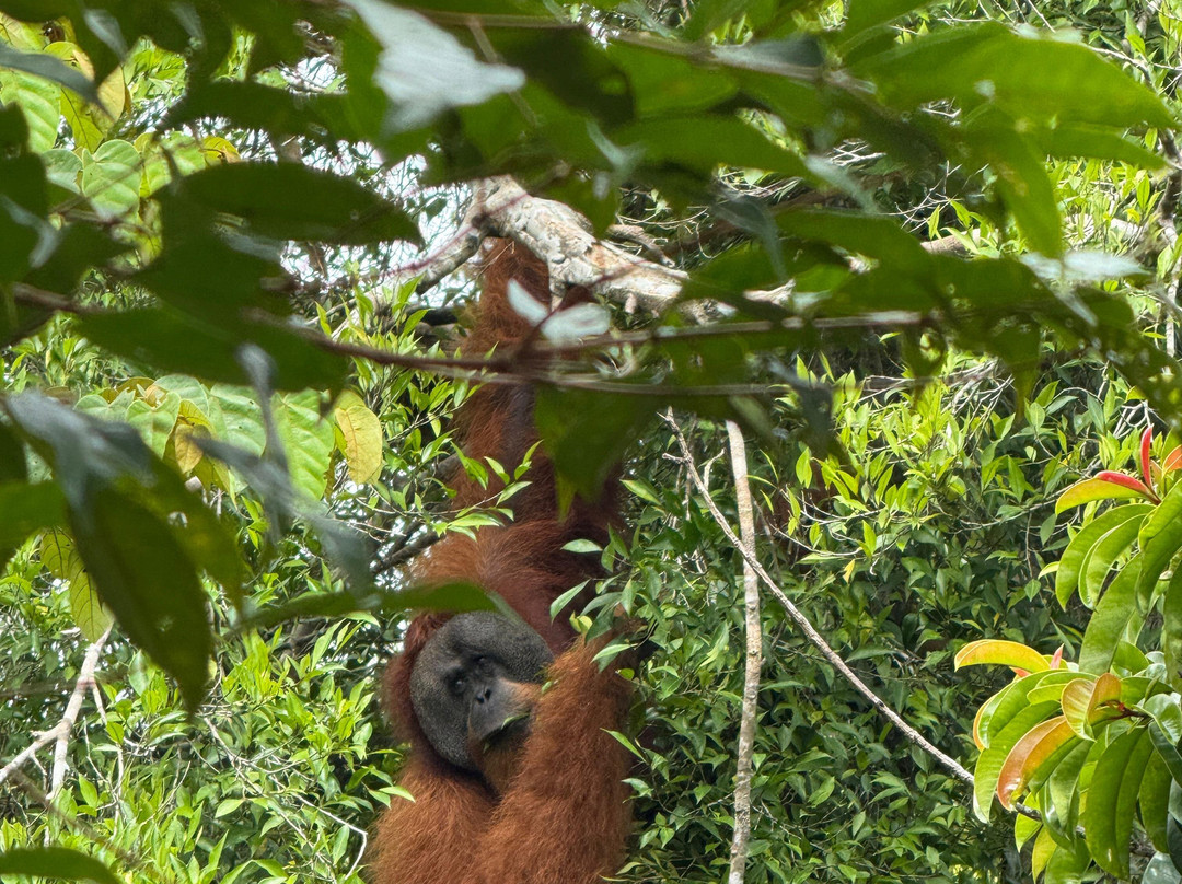 Bukit Lawang Travel-武吉拉旺必去景点