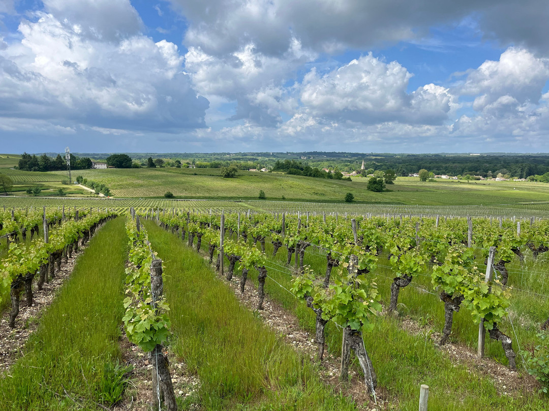 Octopus Wine Conciergerie-Sauternes必去景点