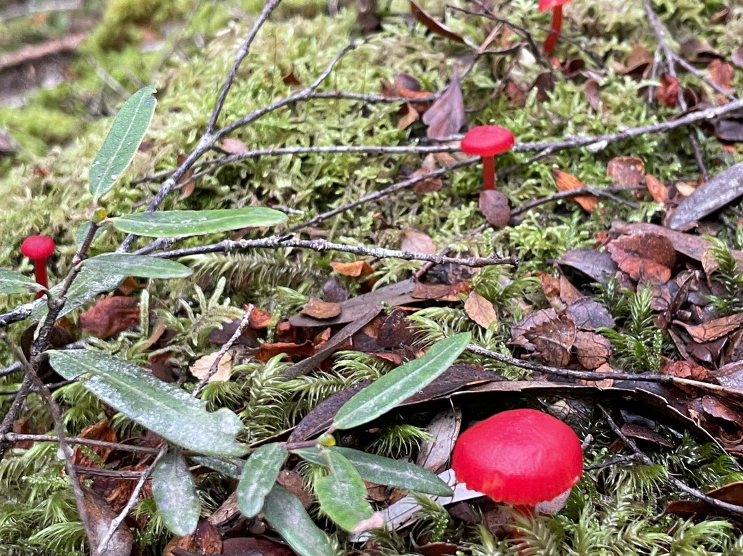 Franklin-Gordon Wild Rivers National Park-德文特桥必去景点