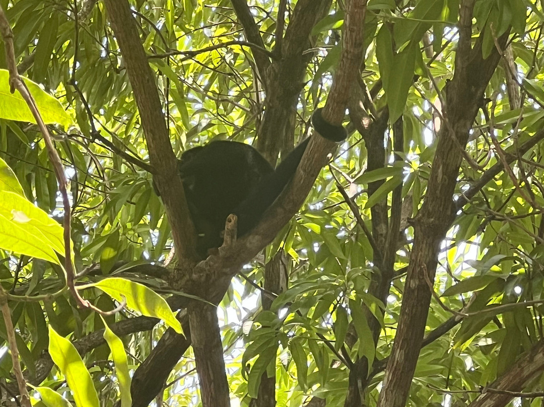 Bodhi Tree Yoga Resort主图