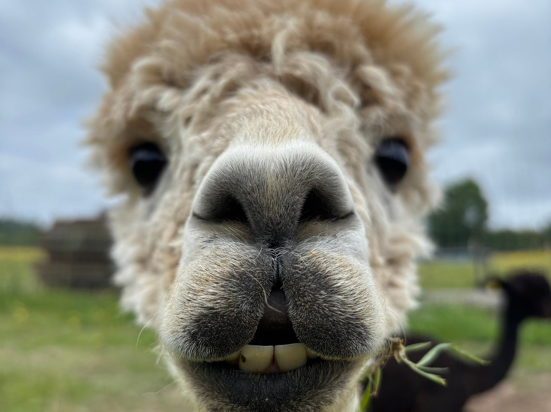 London Alpacas景点图片
