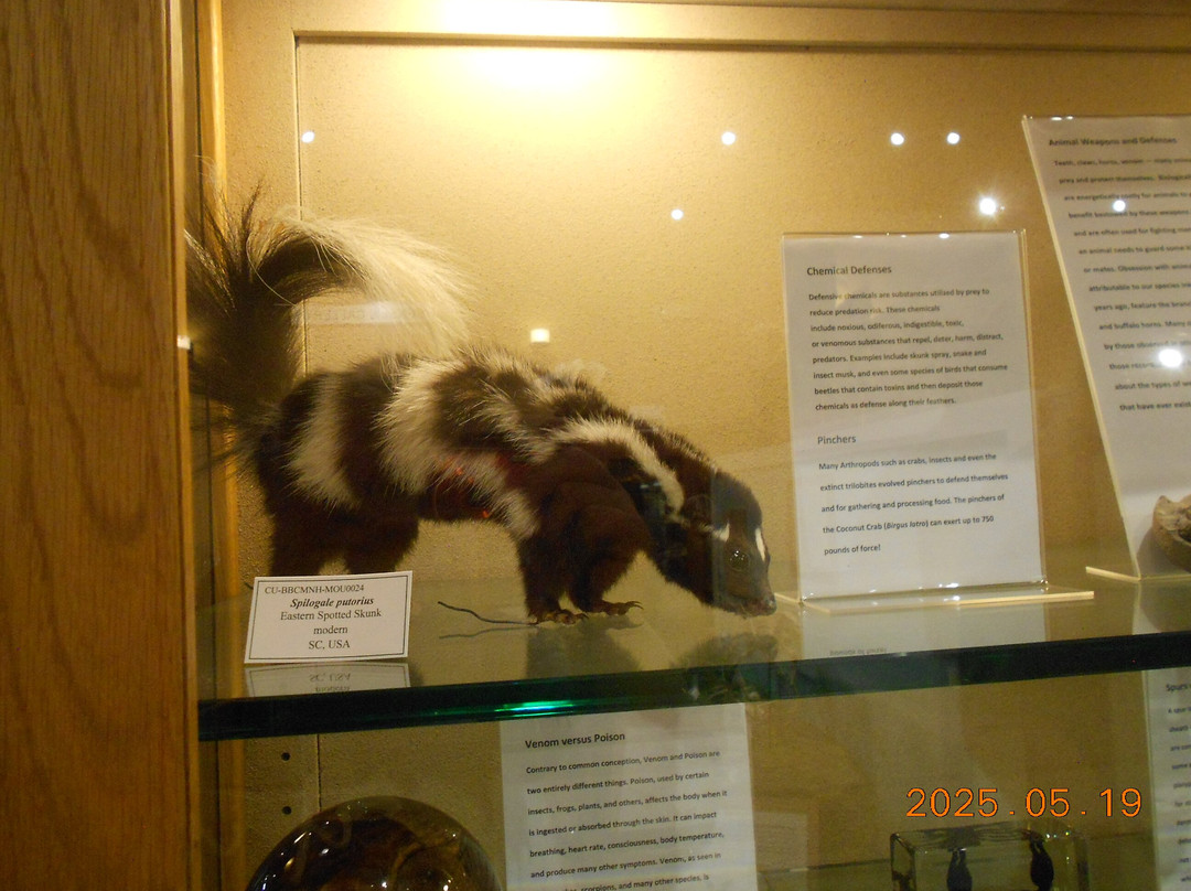 Bob Campbell Geology Museum-克莱姆森必去景点