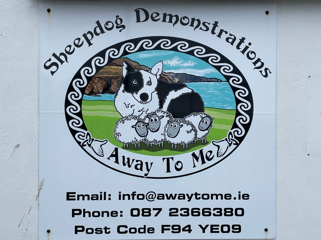 Away to Me Sheepdog Trial Demonstrations-Malin Beg必去景点