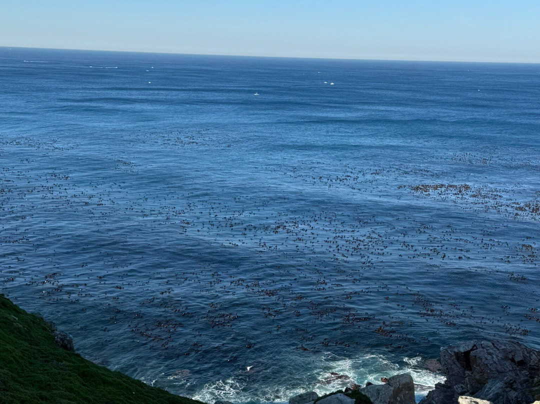 Dreamcoast Tours & Transfers-开普敦必去景点