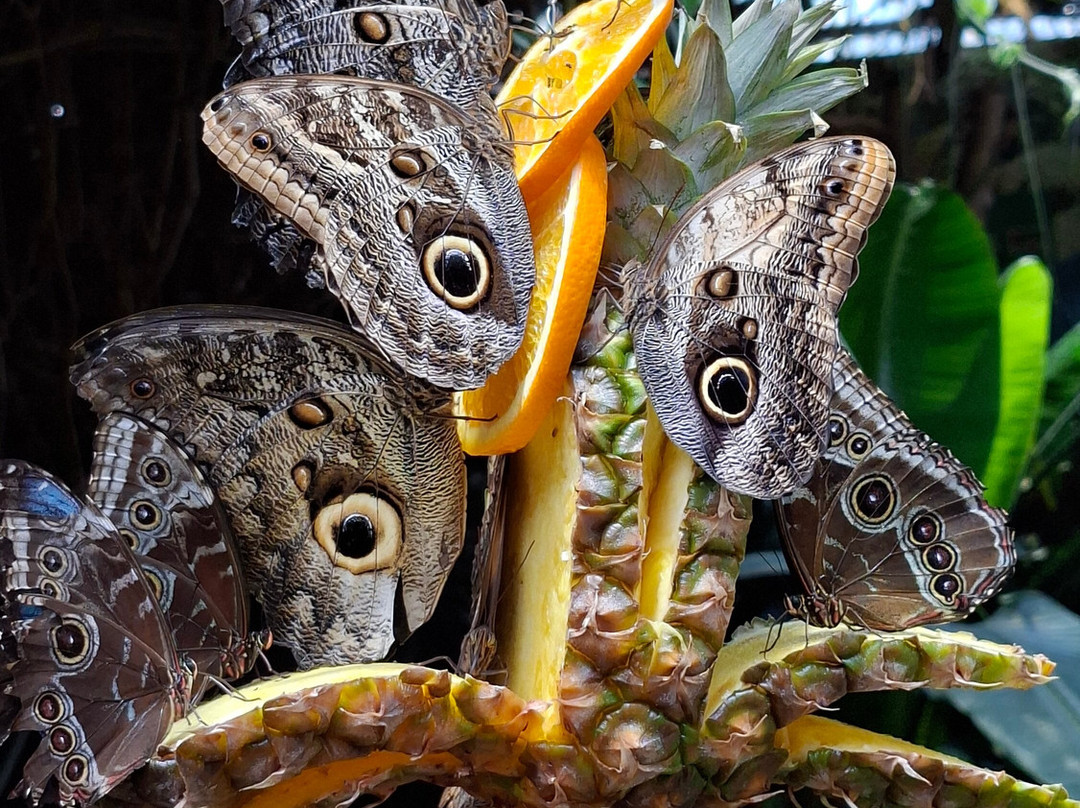 Fjarilshuset (Butterfly House)-斯德哥尔摩必去景点