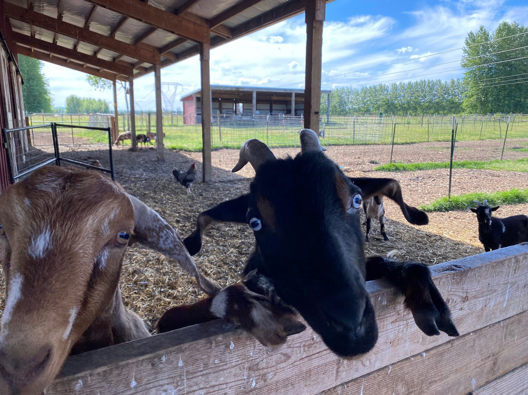 Frog Pond Farm-威尔逊维尔必去景点