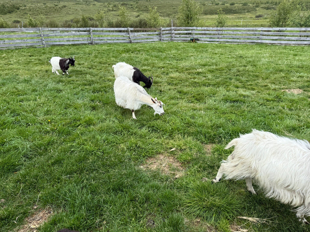 Petting Zoo Daladýrd-阿克雷里必去景点