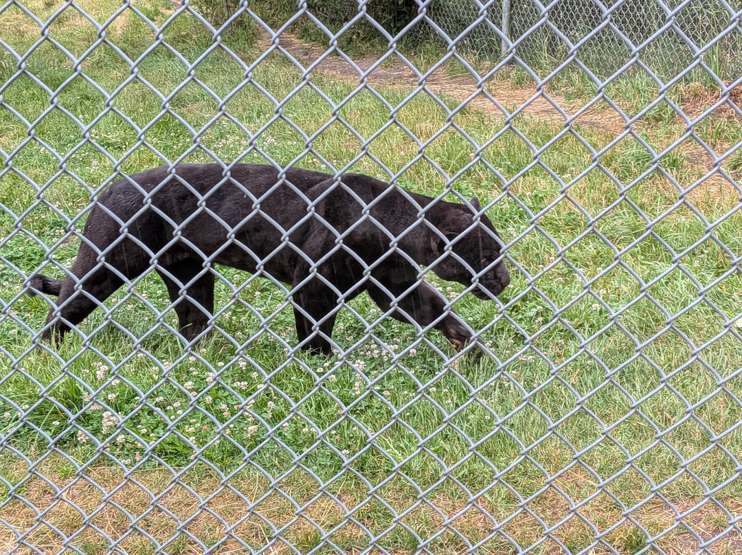 Greater Vancouver Zoo-Aldergrove必去景点