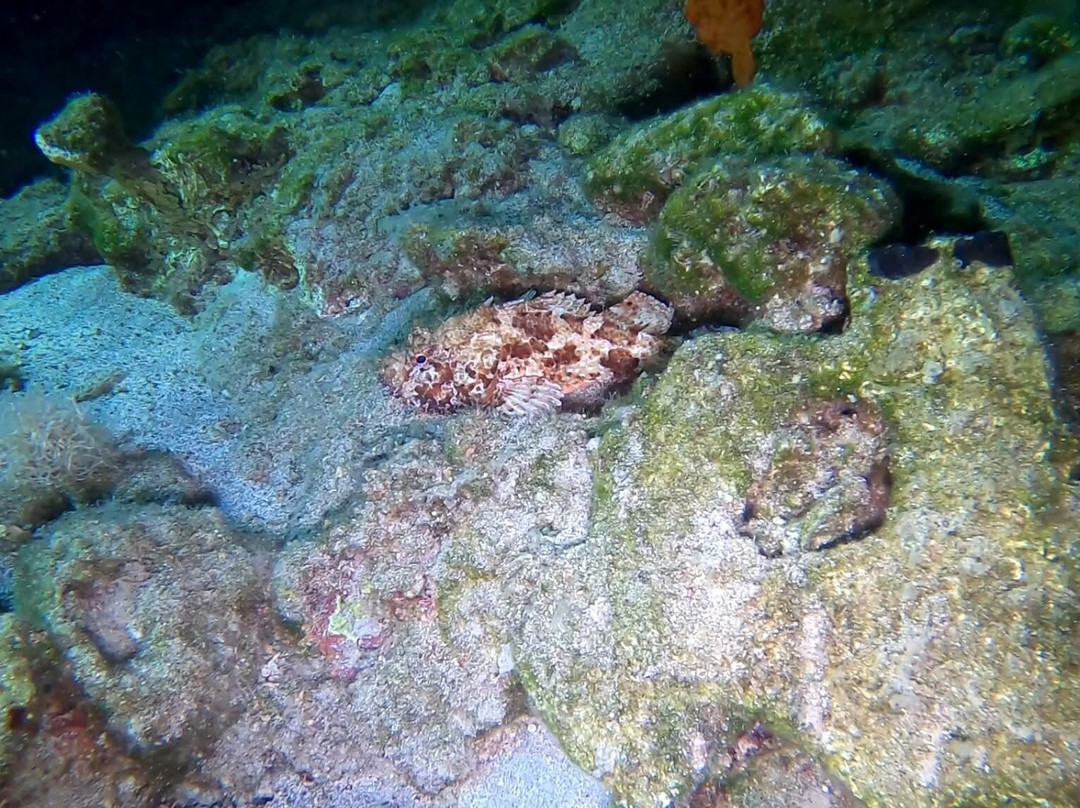 Diving Centre Blue Dolphin-Elounda必去景点