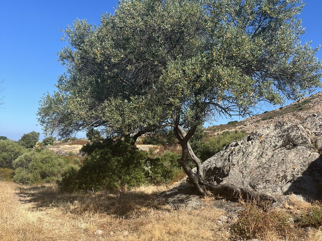 Corse Loisirs - Day Tours-Ile Rousse必去景点