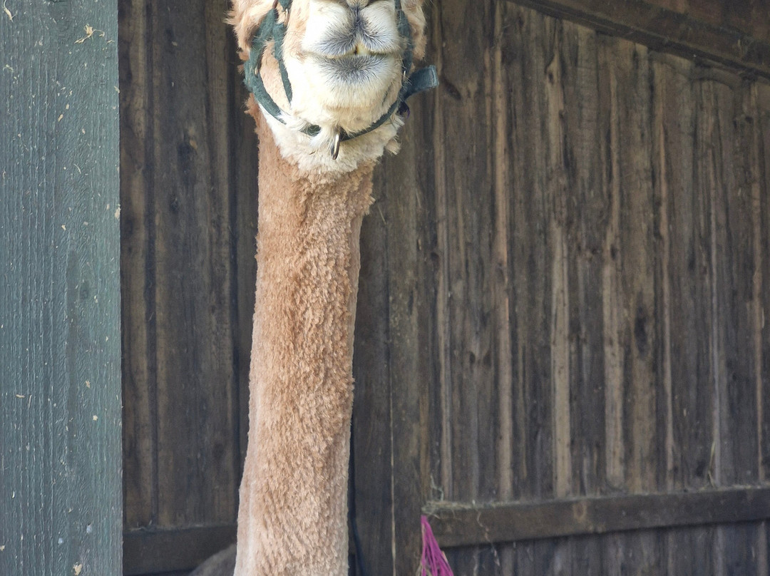 Larch Green Alpacas-格拉斯哥必去景点