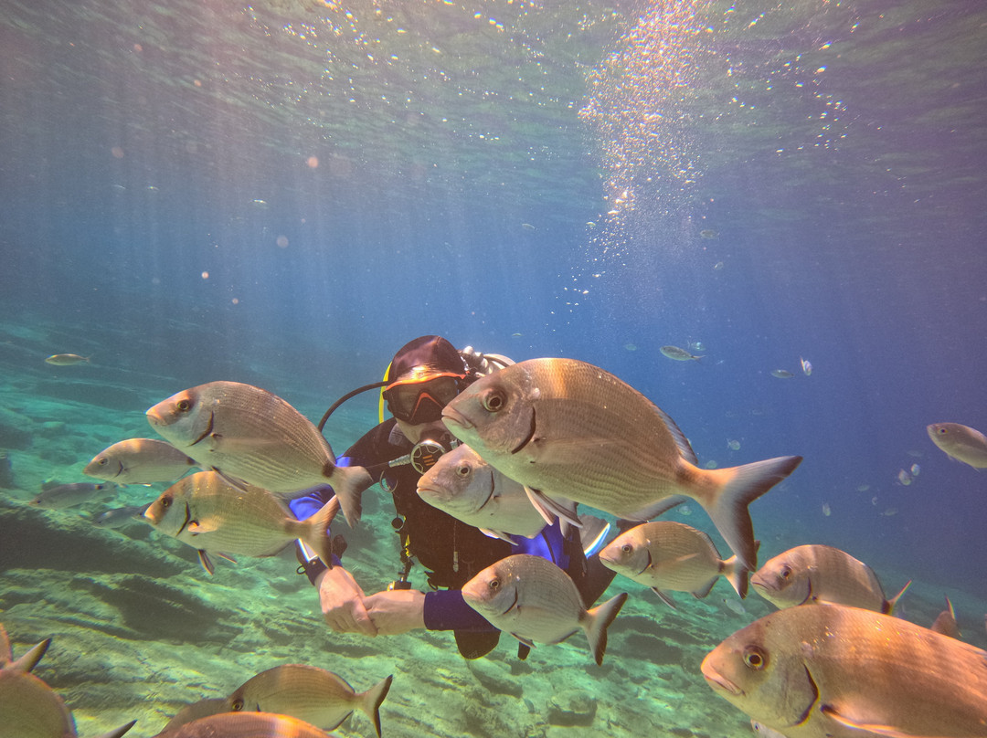 Happy Bubbles Diving Center-居姆贝特必去景点