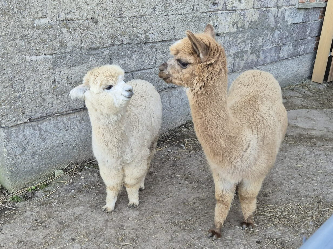 Bergtraum.Alpakas-克尔海姆必去景点